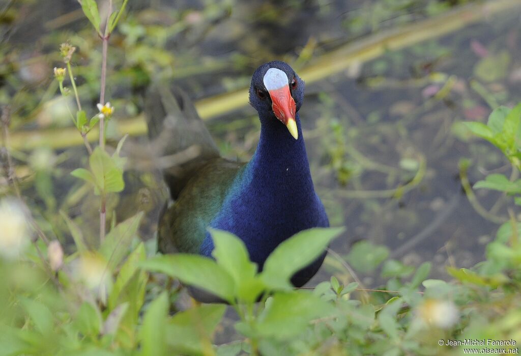 Purple Gallinule