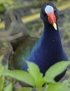 Purple Gallinule