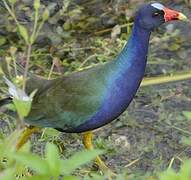 Purple Gallinule