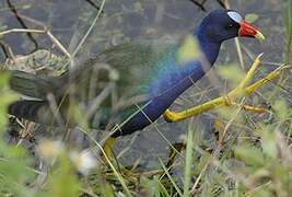 Purple Gallinule