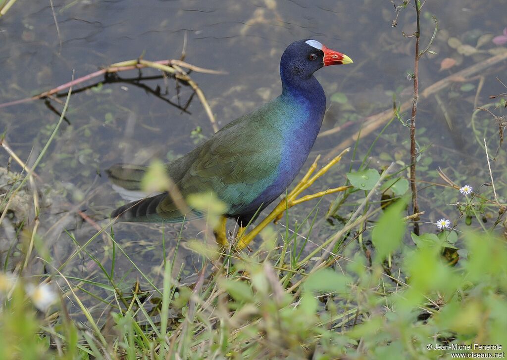 Purple Gallinule