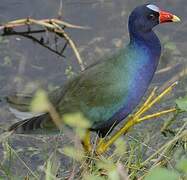 Purple Gallinule