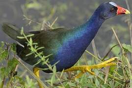 Purple Gallinule