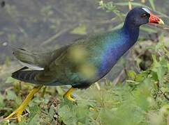 Purple Gallinule