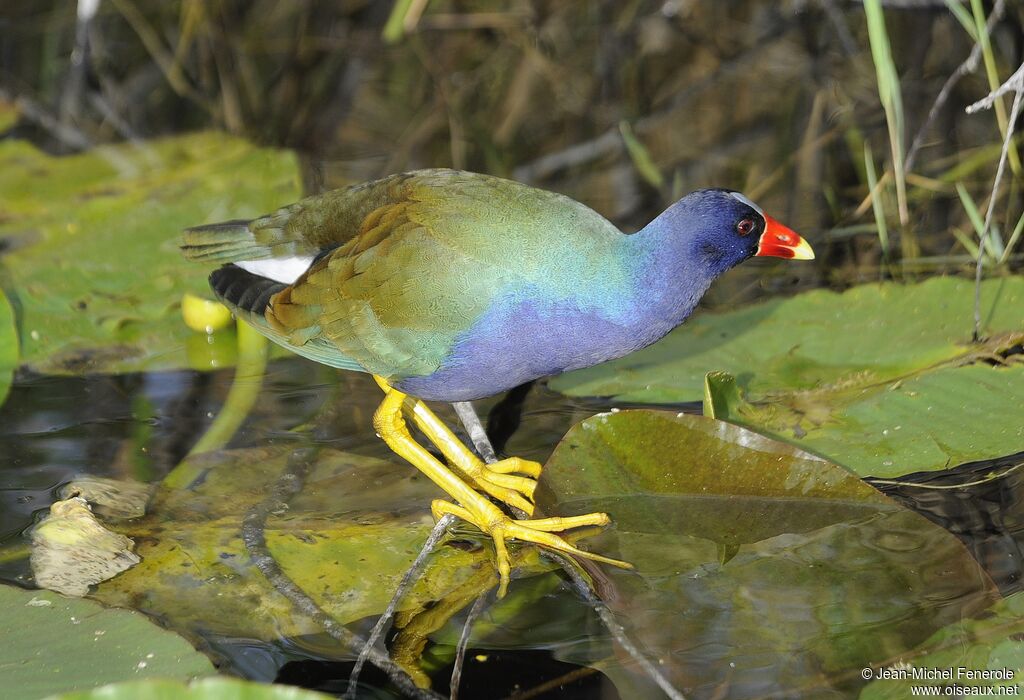 Purple Gallinule