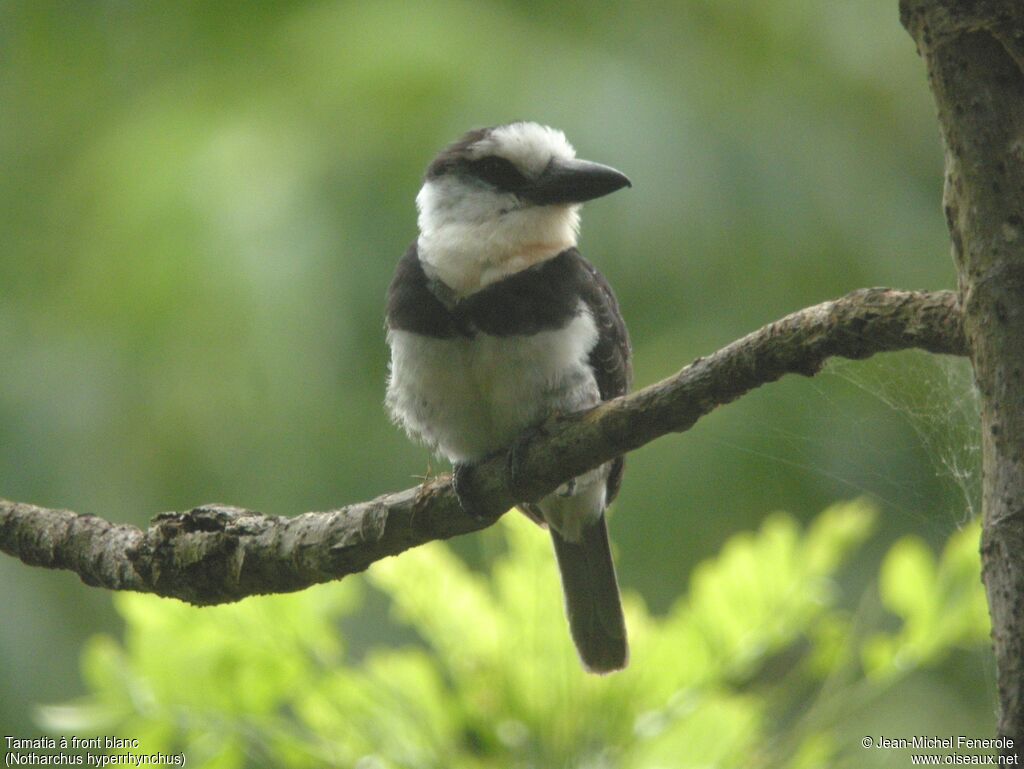 White-necked Puffbird