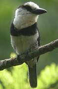 White-necked Puffbird