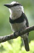 White-necked Puffbird