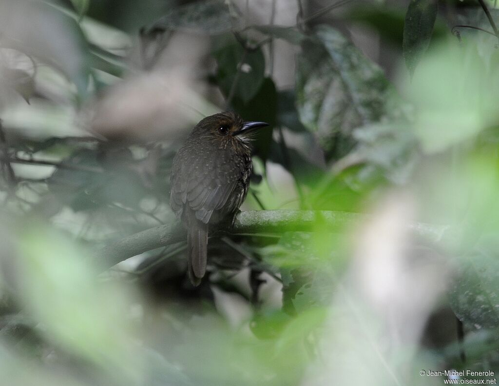 White-whiskered Puffbird