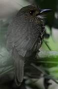 White-whiskered Puffbird