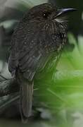 White-whiskered Puffbird