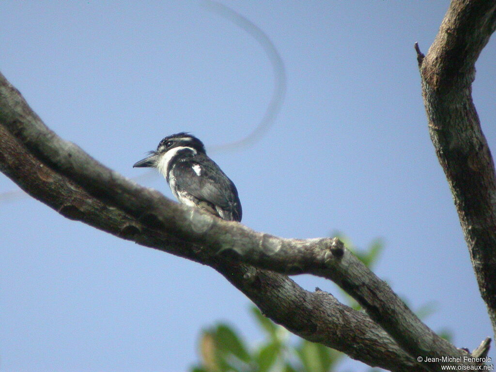 Pied Puffbird