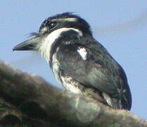 Pied Puffbird