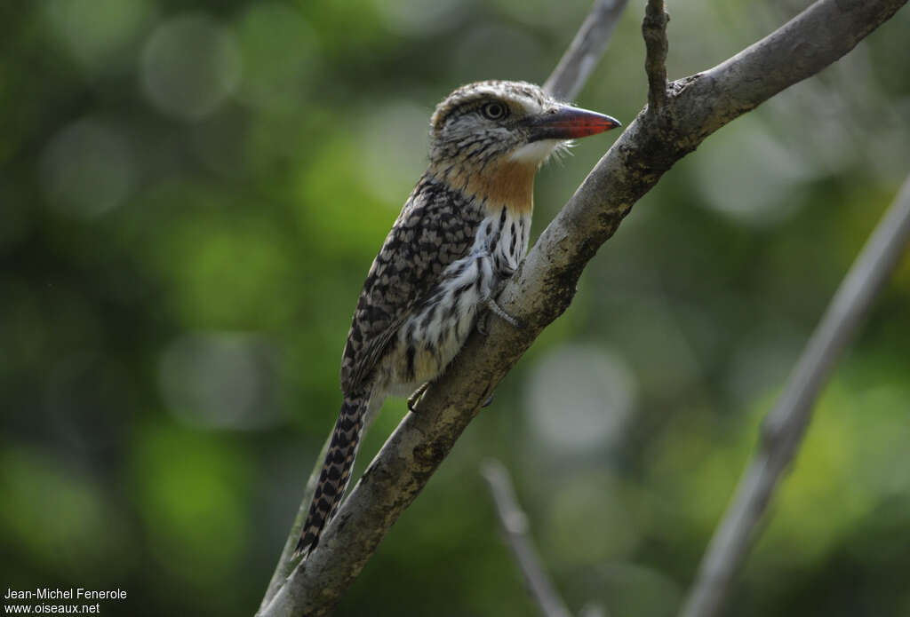 Caatinga Puffbirdadult, identification