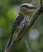 Caatinga Puffbird