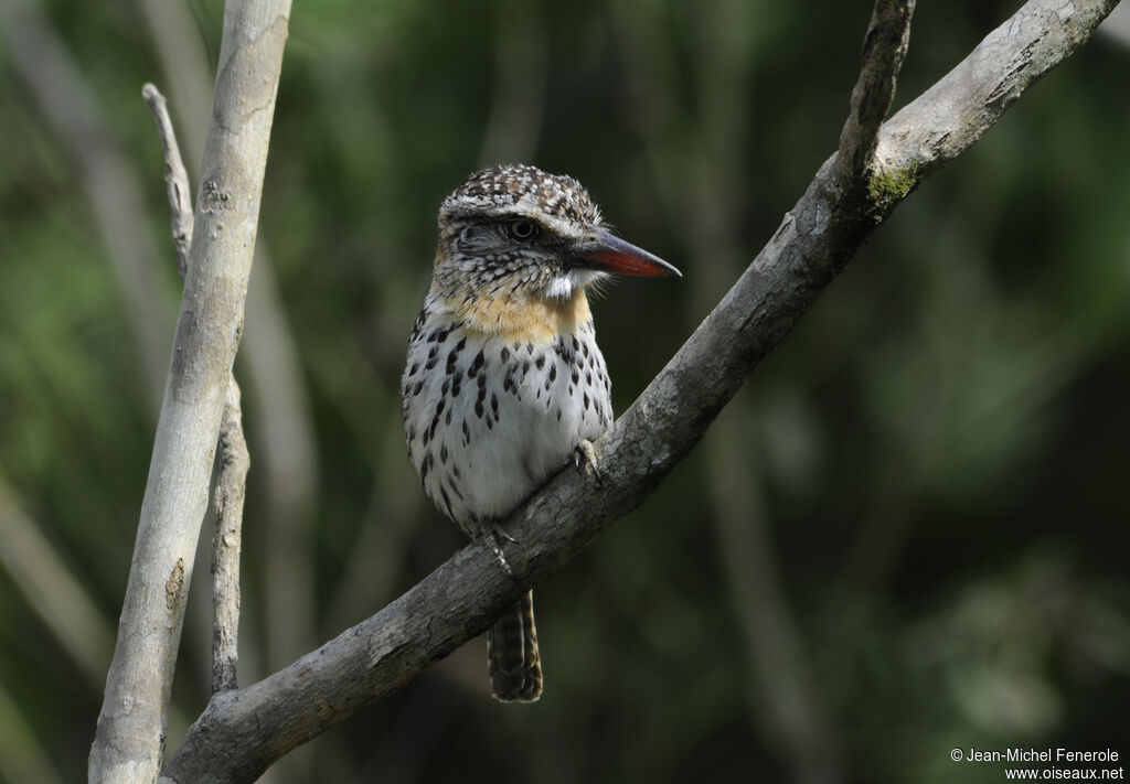 Caatinga Puffbird