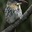 Tamatia tamajac
