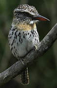 Caatinga Puffbird