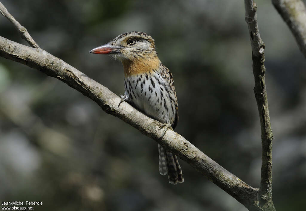 Caatinga Puffbirdadult