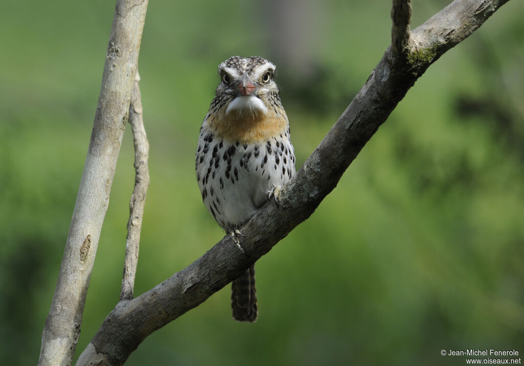 Caatinga Puffbird