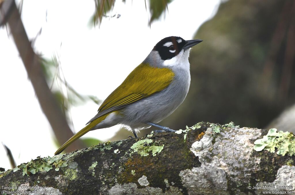 Tangara à couronne noire - Katje à couronne noire<br />