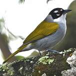 Tangara à couronne noire