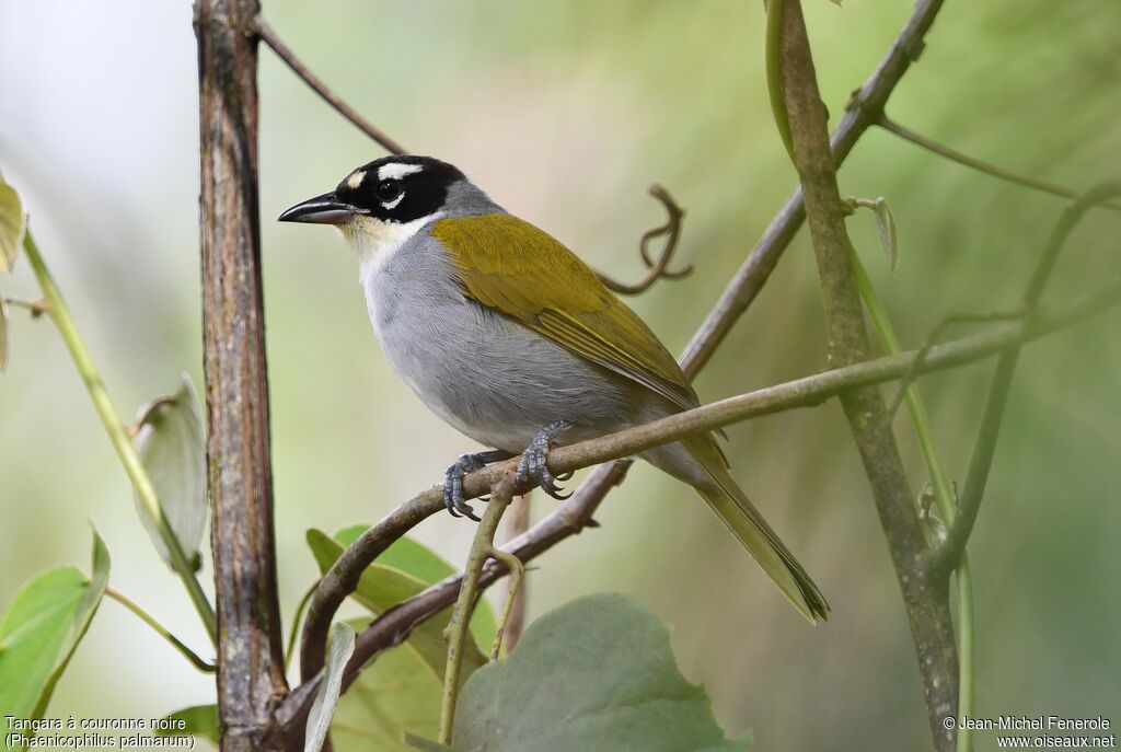 Tangara à couronne noire