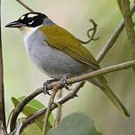 Tangara à couronne noire