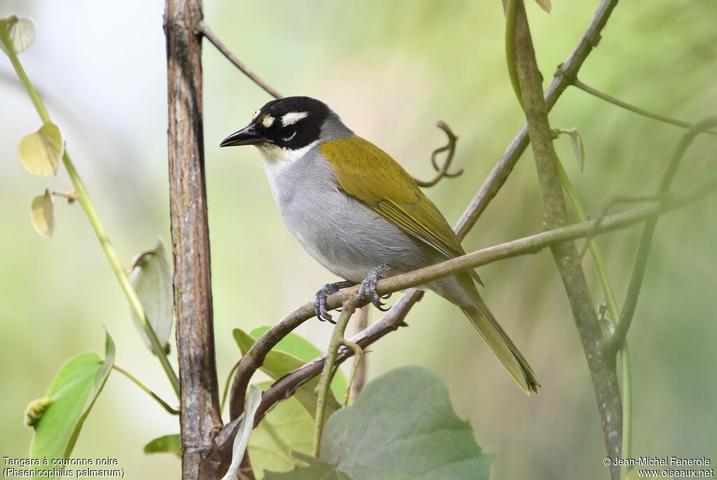 Tangara à couronne noire - Katje à couronne noire<br />