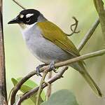 Tangara à couronne noire