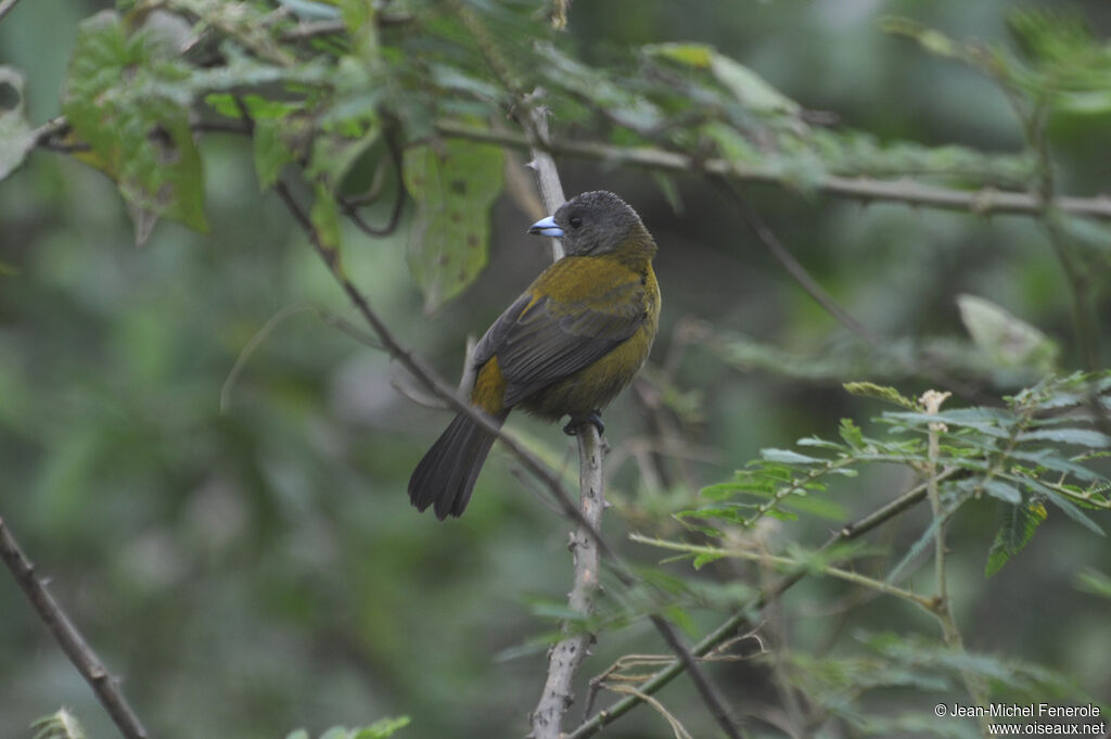 Scarlet-rumped Tanager female adult