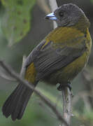 Scarlet-rumped Tanager