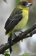 Lemon-rumped Tanager