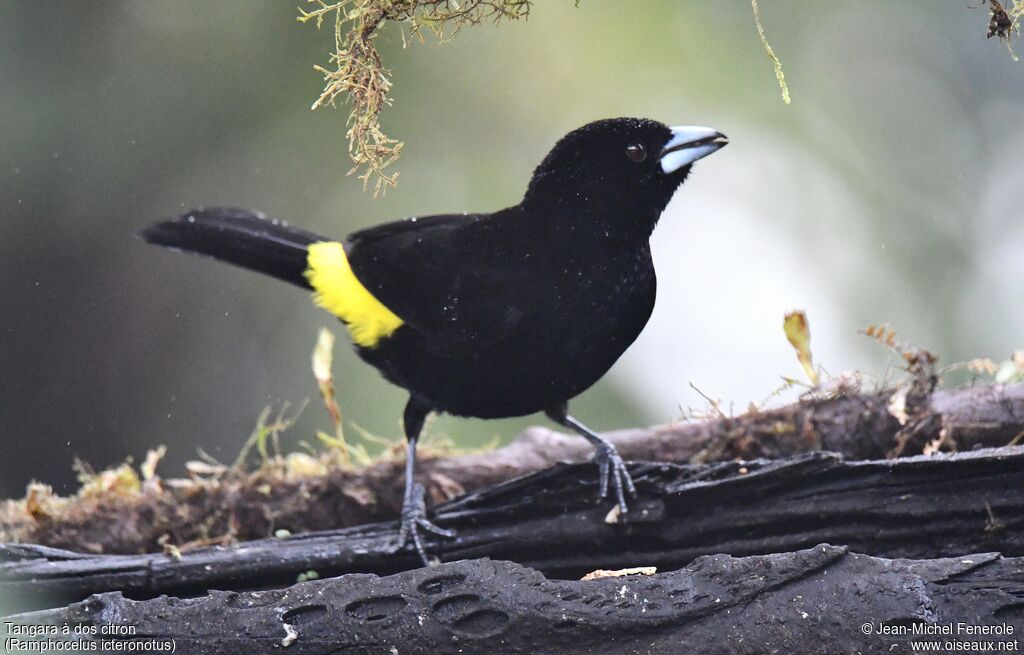 Lemon-rumped Tanager