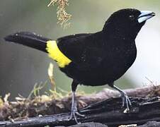 Lemon-rumped Tanager