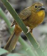 Red-throated Ant Tanager