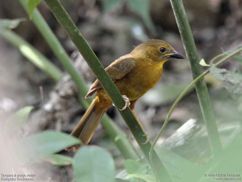 Red-throated Ant Tanager female