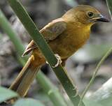 guêpière rouge gorge