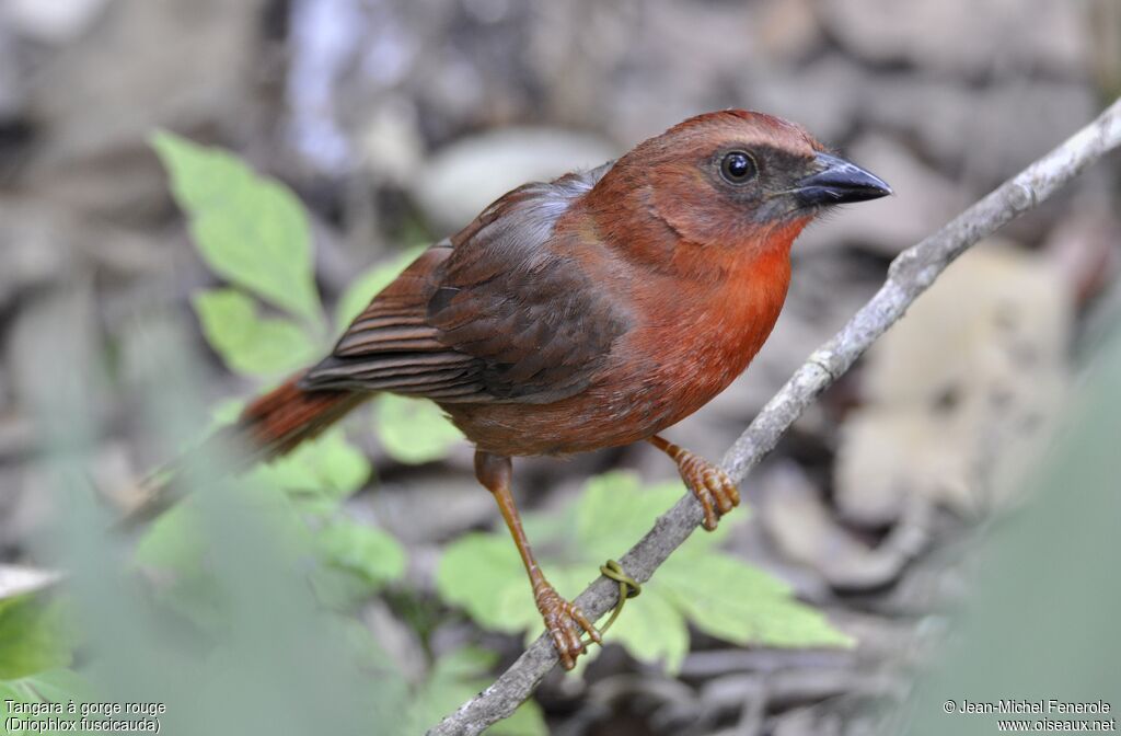 Tangara à gorge rouge