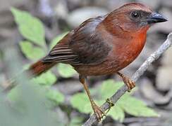 Red-throated Ant Tanager