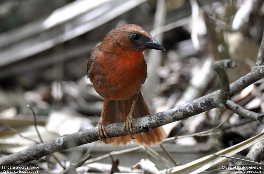 Red-throated Ant Tanager