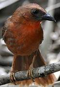 Red-throated Ant Tanager