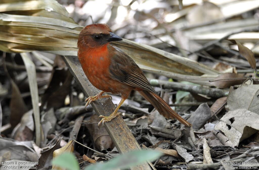 Tangara à gorge rouge