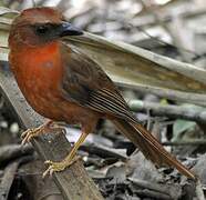 Red-throated Ant Tanager