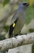 Yellow-winged Tanager