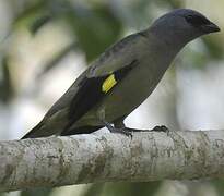 Yellow-winged Tanager