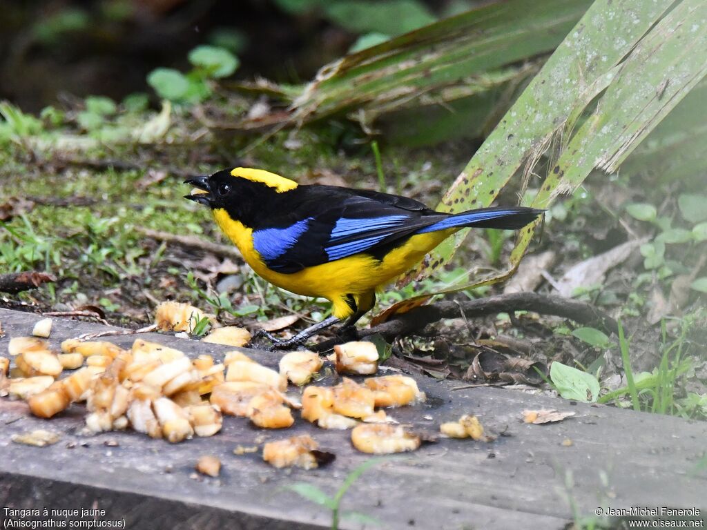 Blue-winged Mountain Tanager