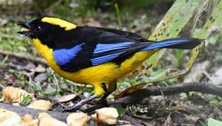 Blue-winged Mountain Tanager