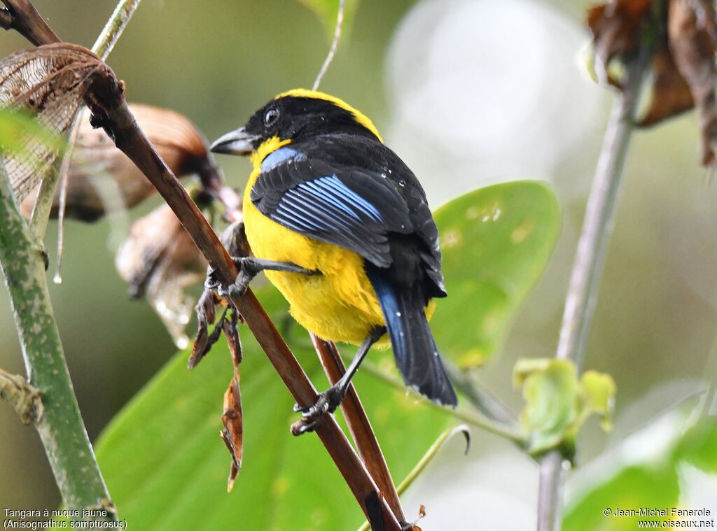 Blue-winged Mountain Tanager