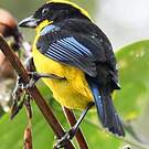 Tangara à nuque jaune